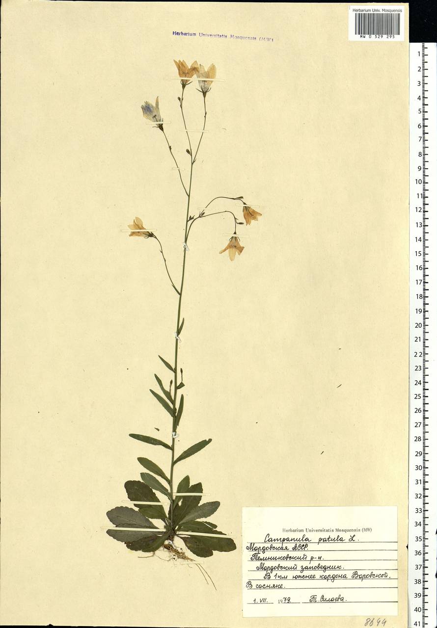 Campanula patula L., Eastern Europe, Middle Volga region (E8) (Russia)