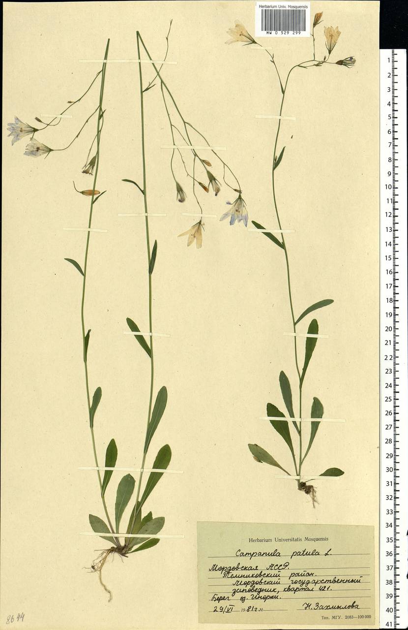 Campanula patula L., Eastern Europe, Middle Volga region (E8) (Russia)