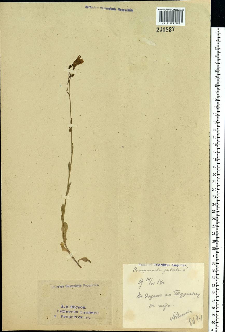 Campanula patula L., Eastern Europe, Eastern region (E10) (Russia)