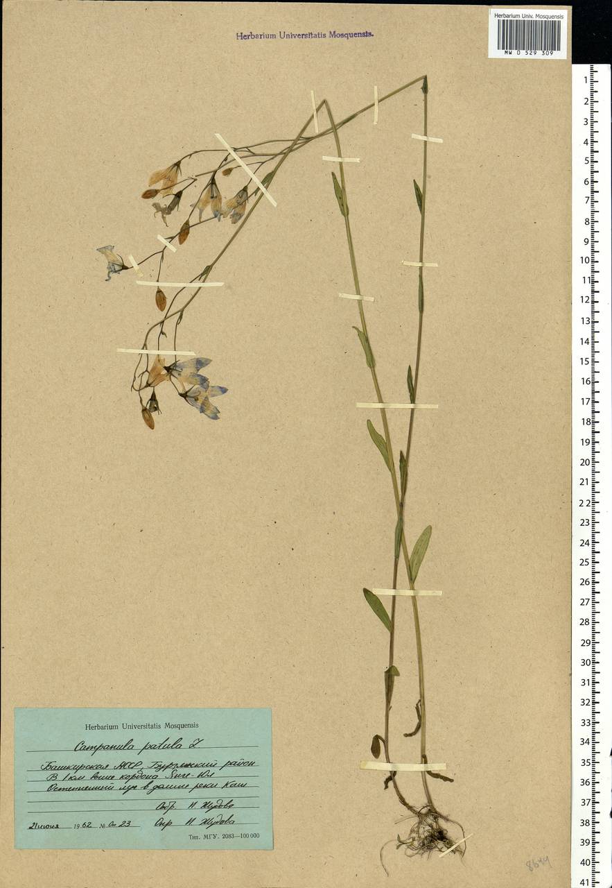 Campanula patula L., Eastern Europe, Eastern region (E10) (Russia)