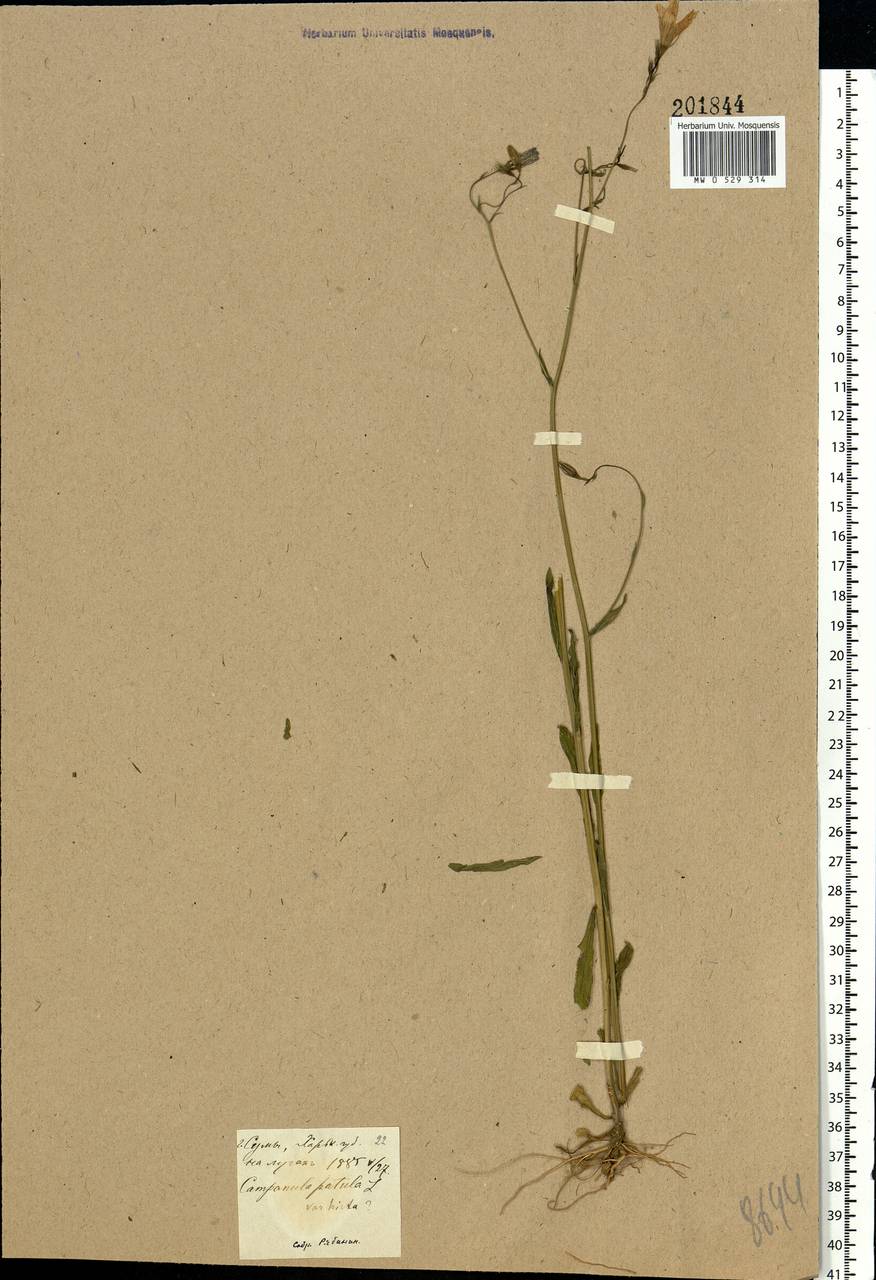 Campanula patula L., Eastern Europe, North Ukrainian region (E11) (Ukraine)