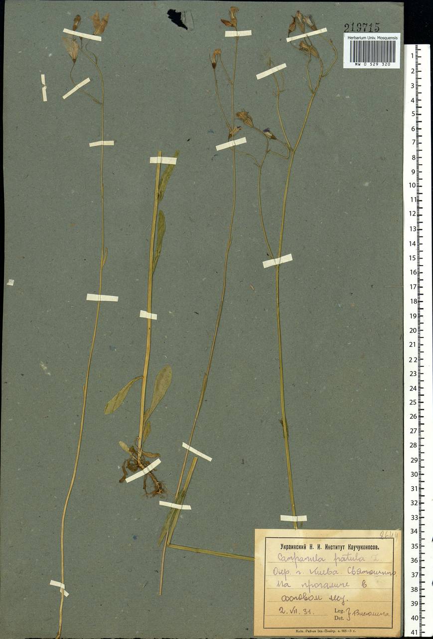 Campanula patula L., Eastern Europe, North Ukrainian region (E11) (Ukraine)