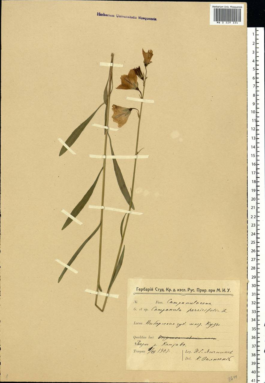 Campanula persicifolia L., Eastern Europe, North-Western region (E2) (Russia)