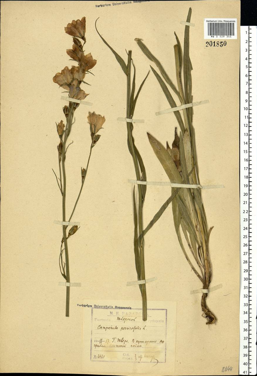 Campanula persicifolia L., Eastern Europe, North-Western region (E2) (Russia)