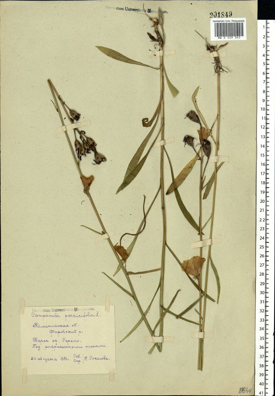 Campanula persicifolia L., Eastern Europe, North-Western region (E2) (Russia)