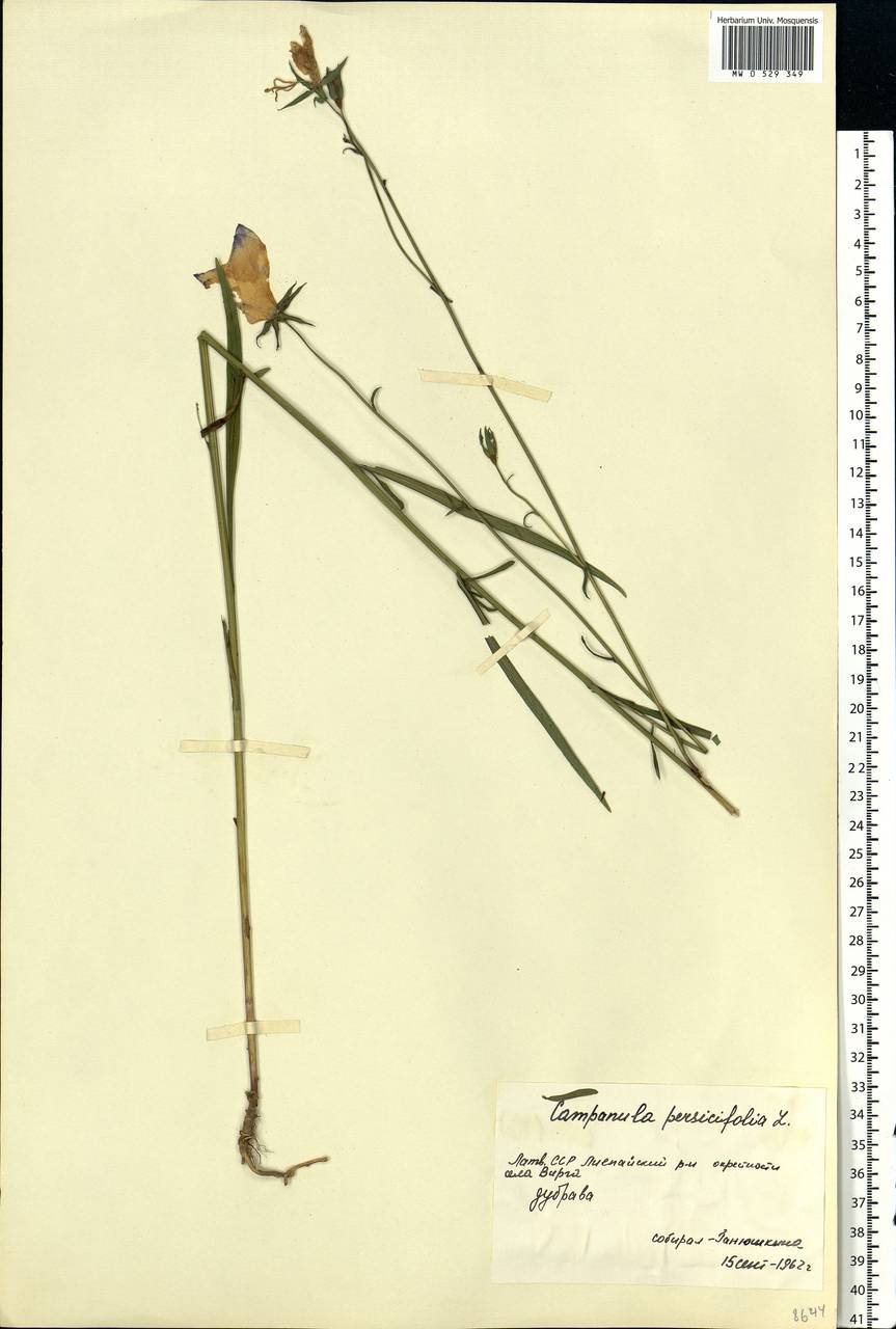 Campanula persicifolia L., Eastern Europe, Latvia (E2b) (Latvia)