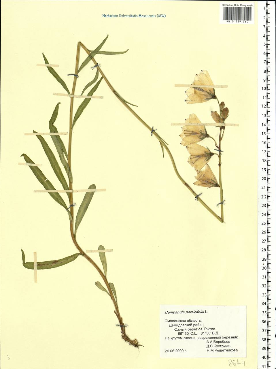Campanula persicifolia L., Eastern Europe, Western region (E3) (Russia)