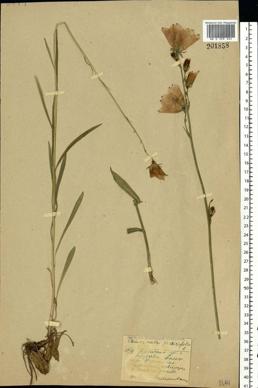 Campanula persicifolia L., Eastern Europe, Western region (E3) (Russia)