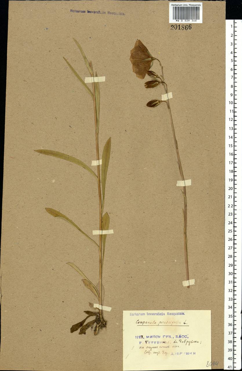 Campanula persicifolia L., Eastern Europe, Belarus (E3a) (Belarus)