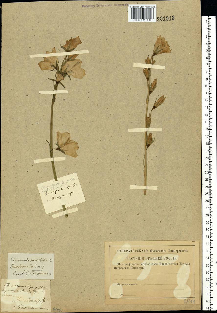 Campanula persicifolia L., Eastern Europe, Central region (E4) (Russia)