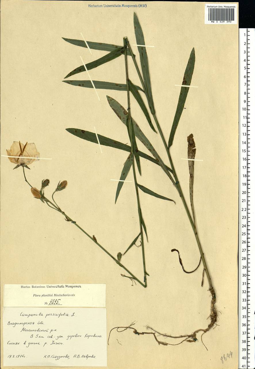 Campanula persicifolia L., Eastern Europe, Central region (E4) (Russia)