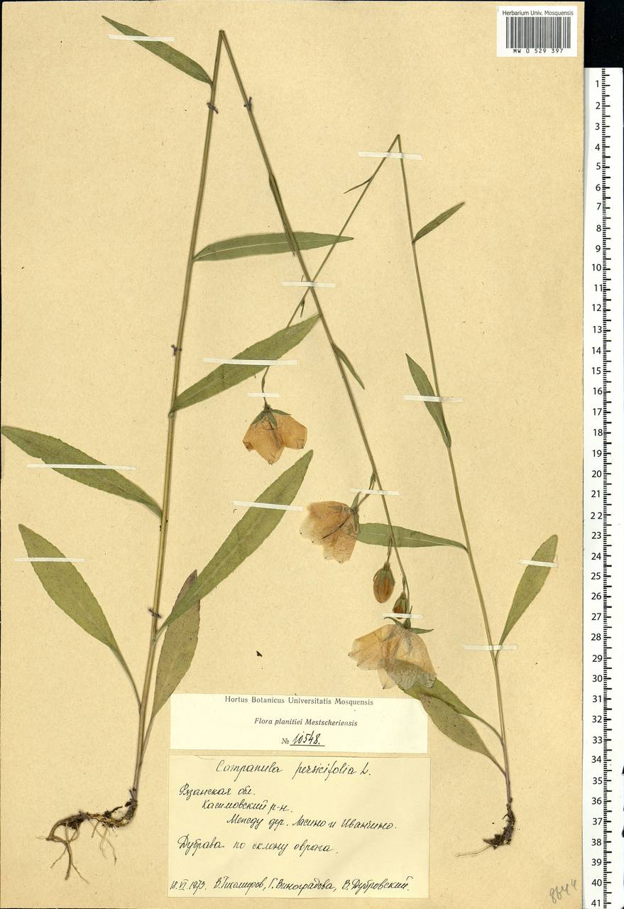 Campanula persicifolia L., Eastern Europe, Central region (E4) (Russia)
