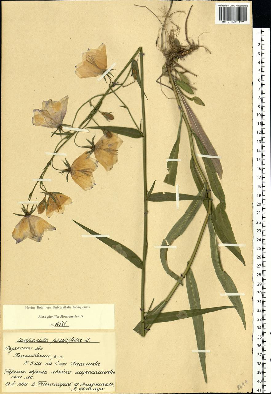 Campanula persicifolia L., Eastern Europe, Central region (E4) (Russia)