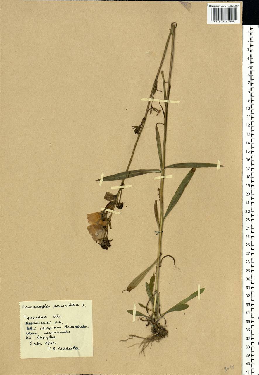 Campanula persicifolia L., Eastern Europe, Central region (E4) (Russia)