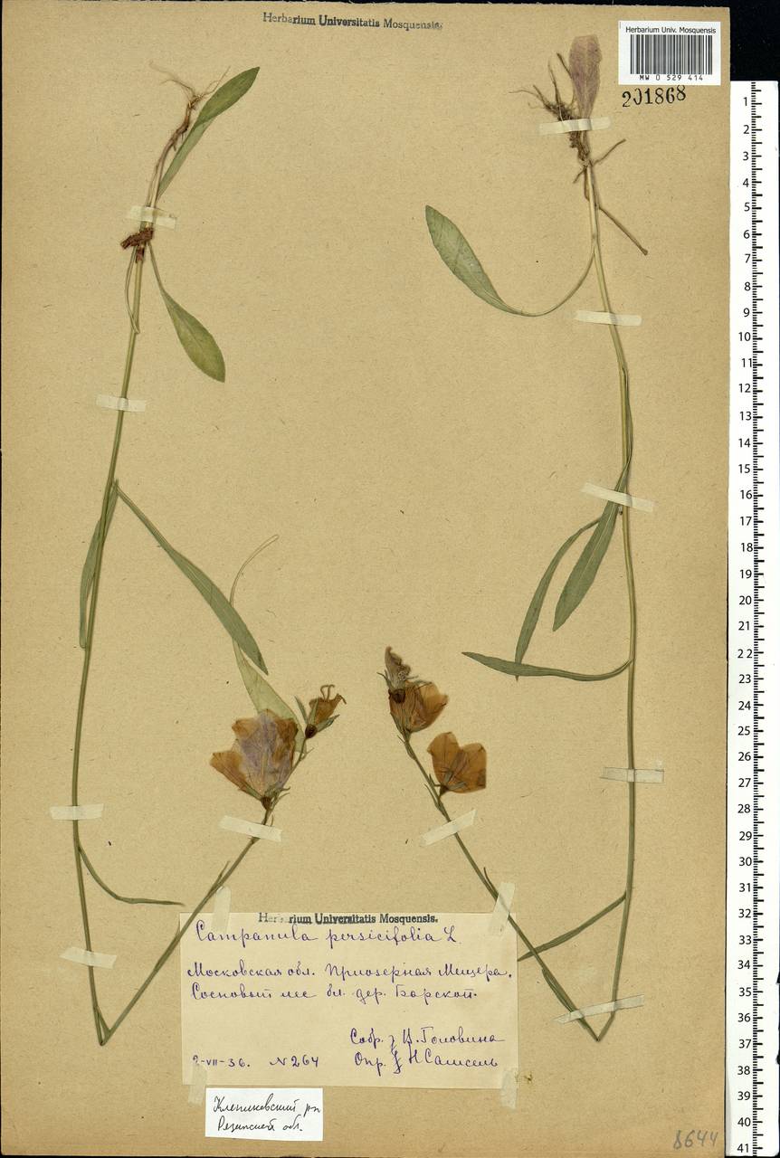 Campanula persicifolia L., Eastern Europe, Central region (E4) (Russia)