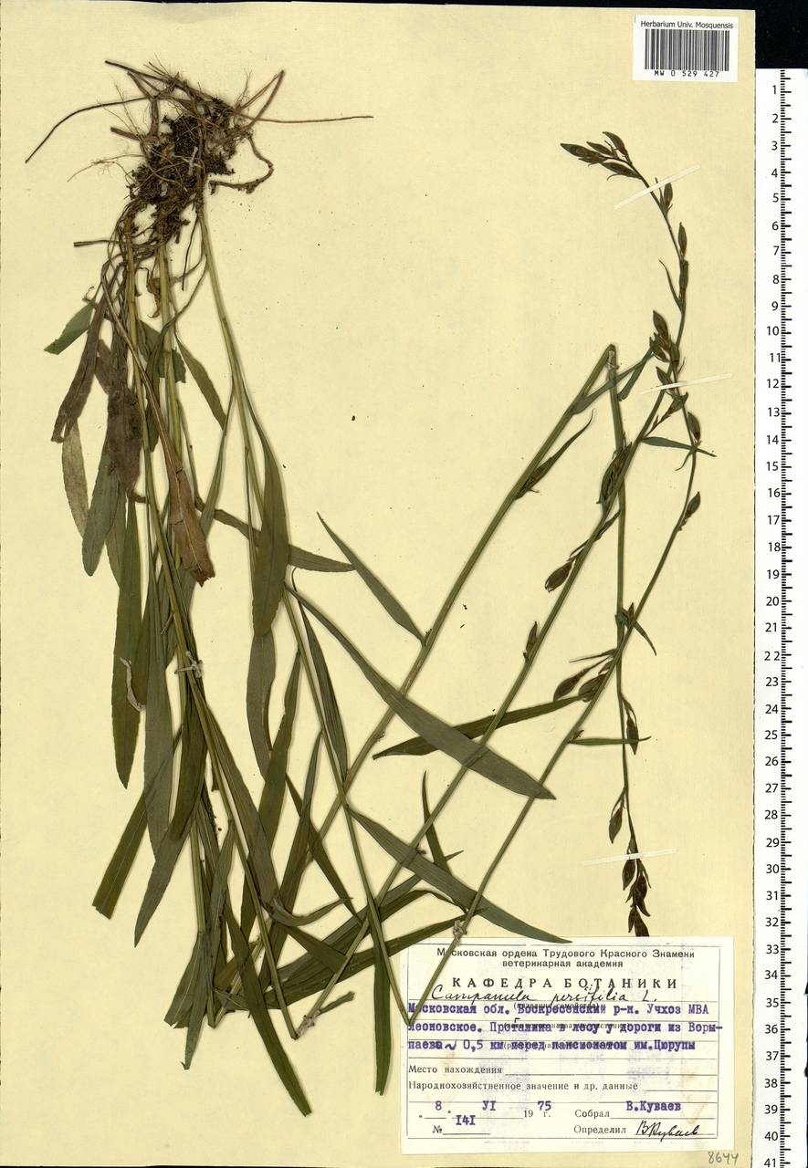Campanula persicifolia L., Eastern Europe, Moscow region (E4a) (Russia)