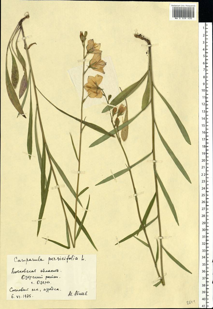 Campanula persicifolia L., Eastern Europe, Moscow region (E4a) (Russia)