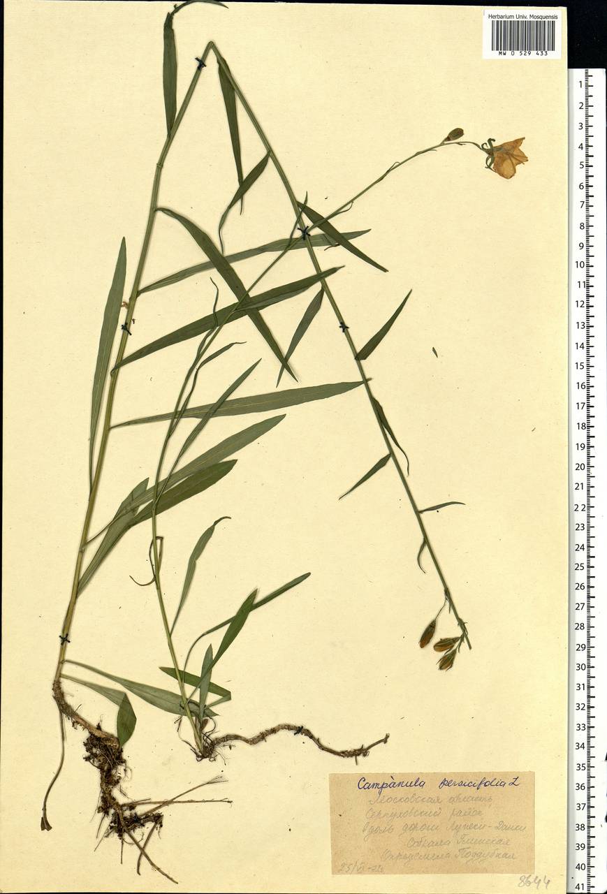 Campanula persicifolia L., Eastern Europe, Moscow region (E4a) (Russia)