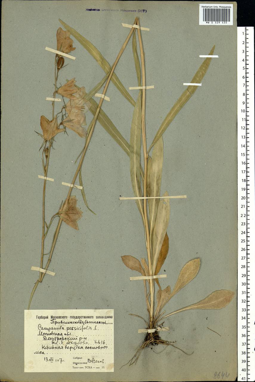 Campanula persicifolia L., Eastern Europe, Moscow region (E4a) (Russia)