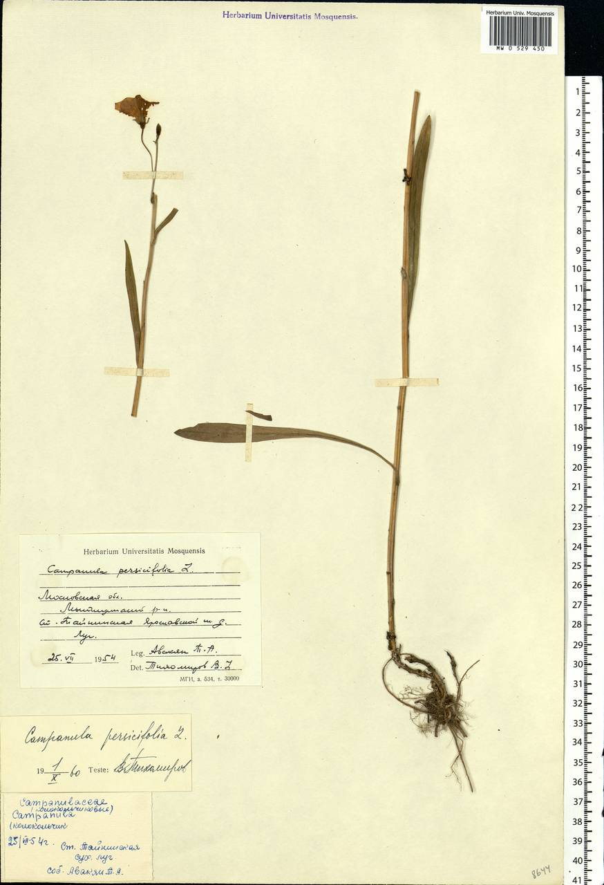 Campanula persicifolia L., Eastern Europe, Moscow region (E4a) (Russia)