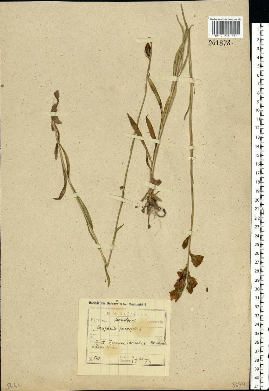 Campanula persicifolia L., Eastern Europe, Moscow region (E4a) (Russia)