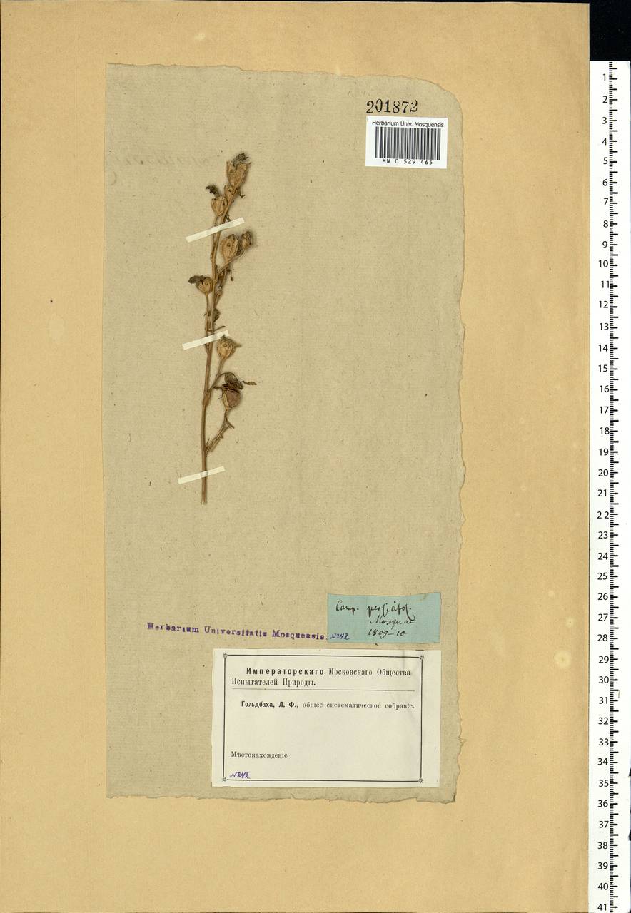 Campanula persicifolia L., Eastern Europe, Moscow region (E4a) (Russia)
