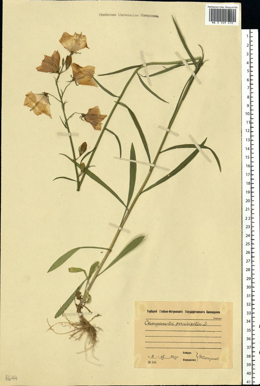 Campanula persicifolia L., Eastern Europe, Moscow region (E4a) (Russia)