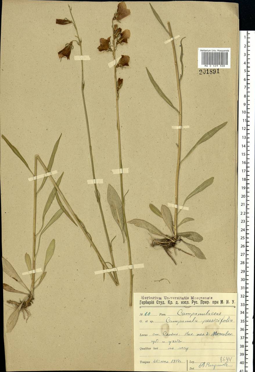 Campanula persicifolia L., Eastern Europe, Moscow region (E4a) (Russia)
