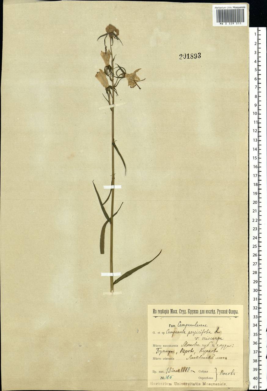 Campanula persicifolia L., Eastern Europe, Moscow region (E4a) (Russia)