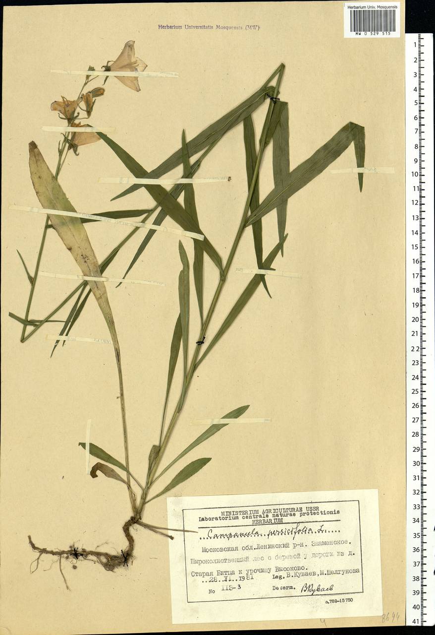 Campanula persicifolia L., Eastern Europe, Moscow region (E4a) (Russia)