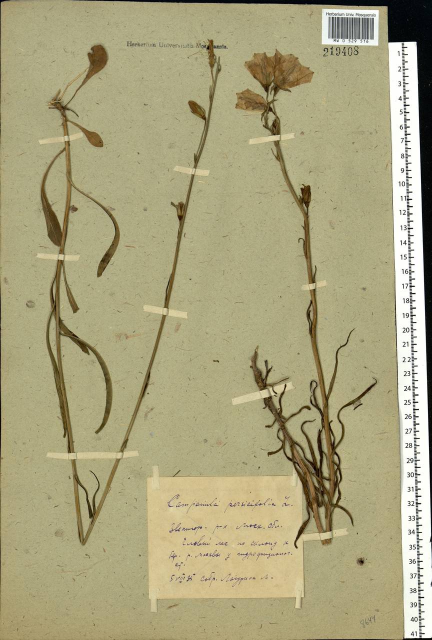 Campanula persicifolia L., Eastern Europe, Moscow region (E4a) (Russia)