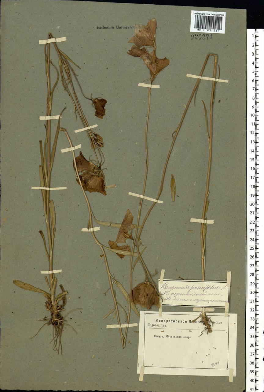Campanula persicifolia L., Eastern Europe, Moscow region (E4a) (Russia)