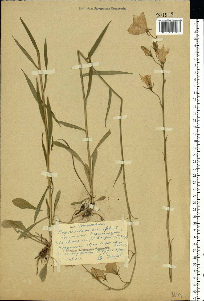 Campanula persicifolia L., Eastern Europe, Central forest region (E5) (Russia)