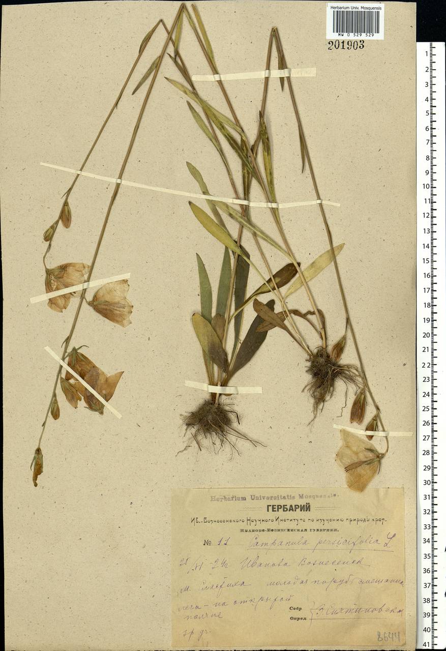 Campanula persicifolia L., Eastern Europe, Central forest region (E5) (Russia)