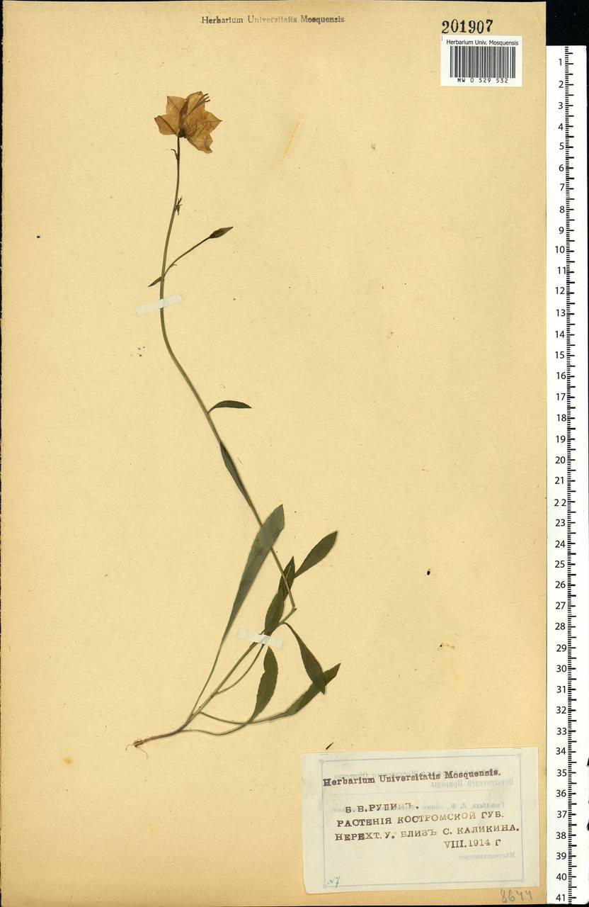 Campanula persicifolia L., Eastern Europe, Central forest region (E5) (Russia)