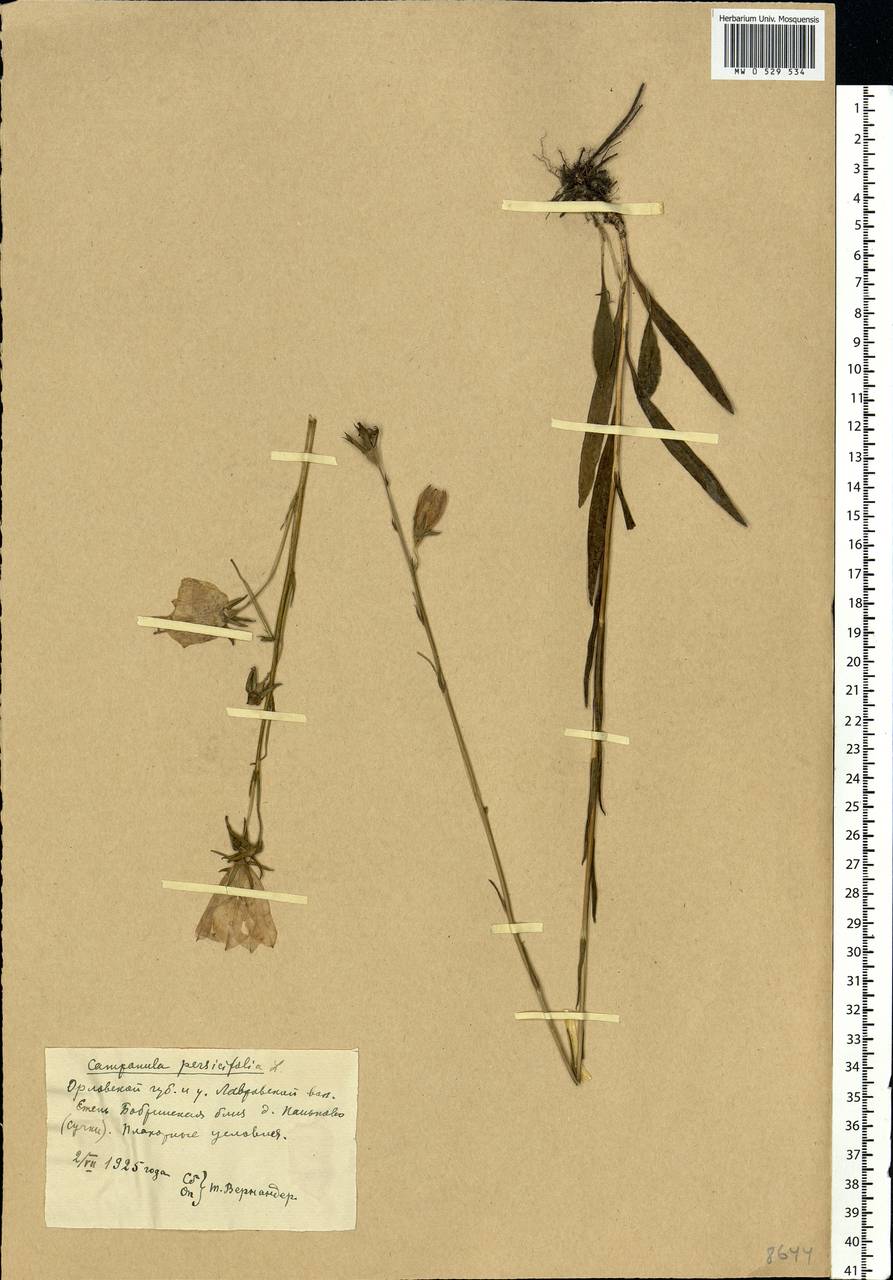 Campanula persicifolia L., Eastern Europe, Central forest-and-steppe region (E6) (Russia)