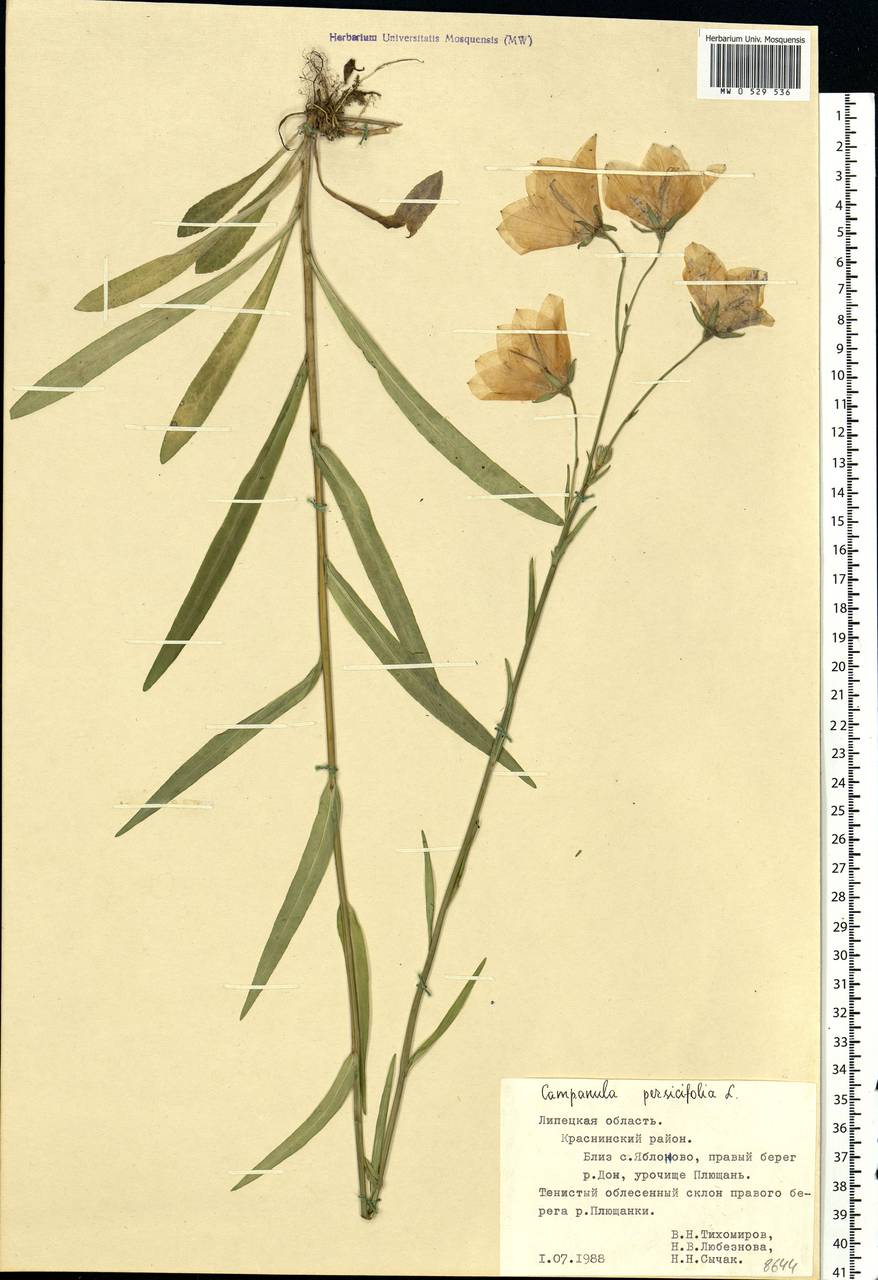 Campanula persicifolia L., Eastern Europe, Central forest-and-steppe region (E6) (Russia)