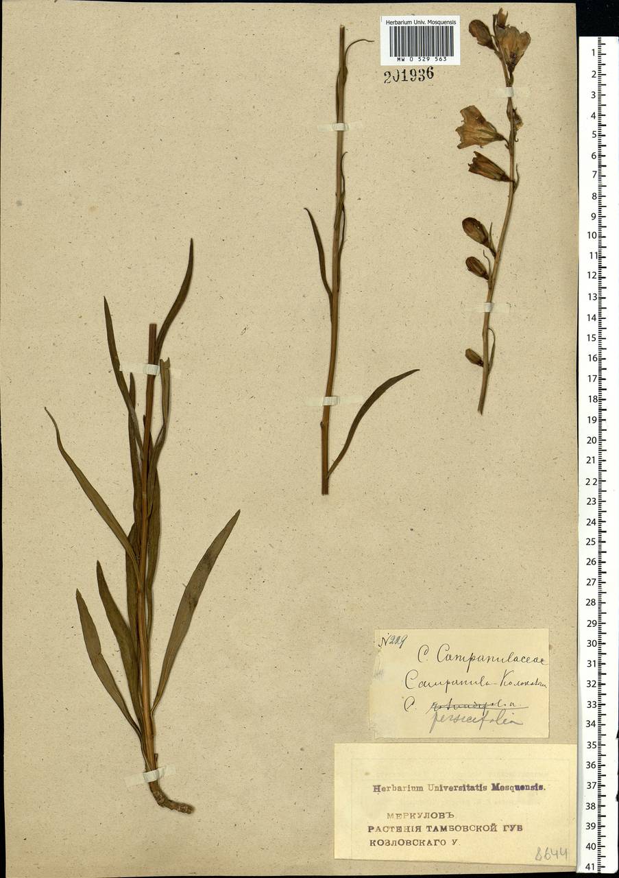 Campanula persicifolia L., Eastern Europe, Central forest-and-steppe region (E6) (Russia)