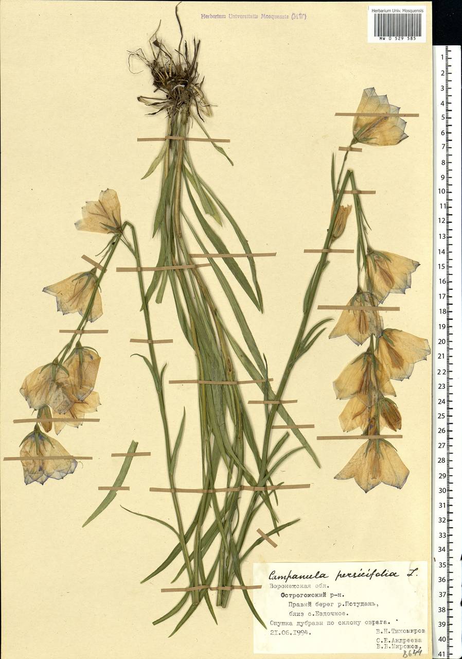 Campanula persicifolia L., Eastern Europe, Central forest-and-steppe region (E6) (Russia)