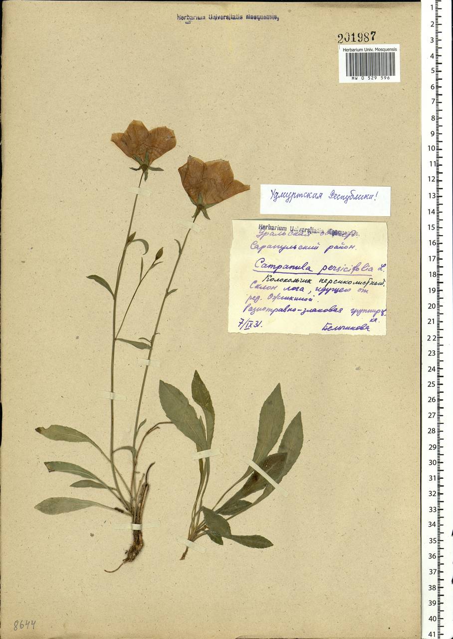 Campanula persicifolia L., Eastern Europe, Volga-Kama region (E7) (Russia)