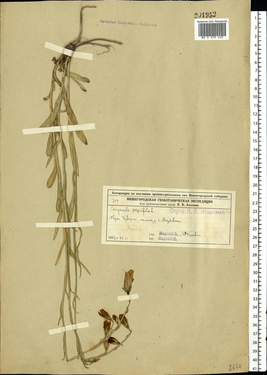 Campanula persicifolia L., Eastern Europe, Volga-Kama region (E7) (Russia)