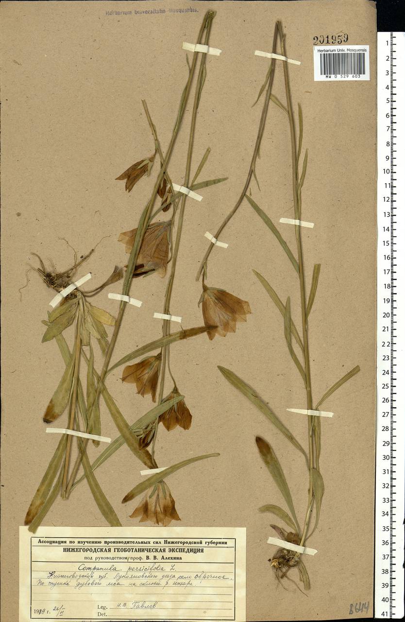 Campanula persicifolia L., Eastern Europe, Middle Volga region (E8) (Russia)