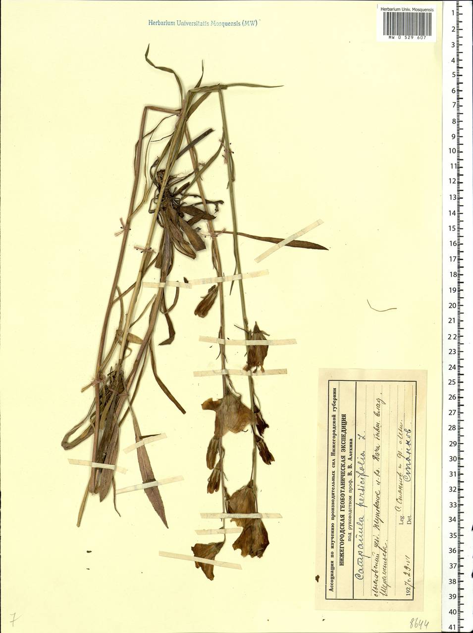 Campanula persicifolia L., Eastern Europe, Volga-Kama region (E7) (Russia)