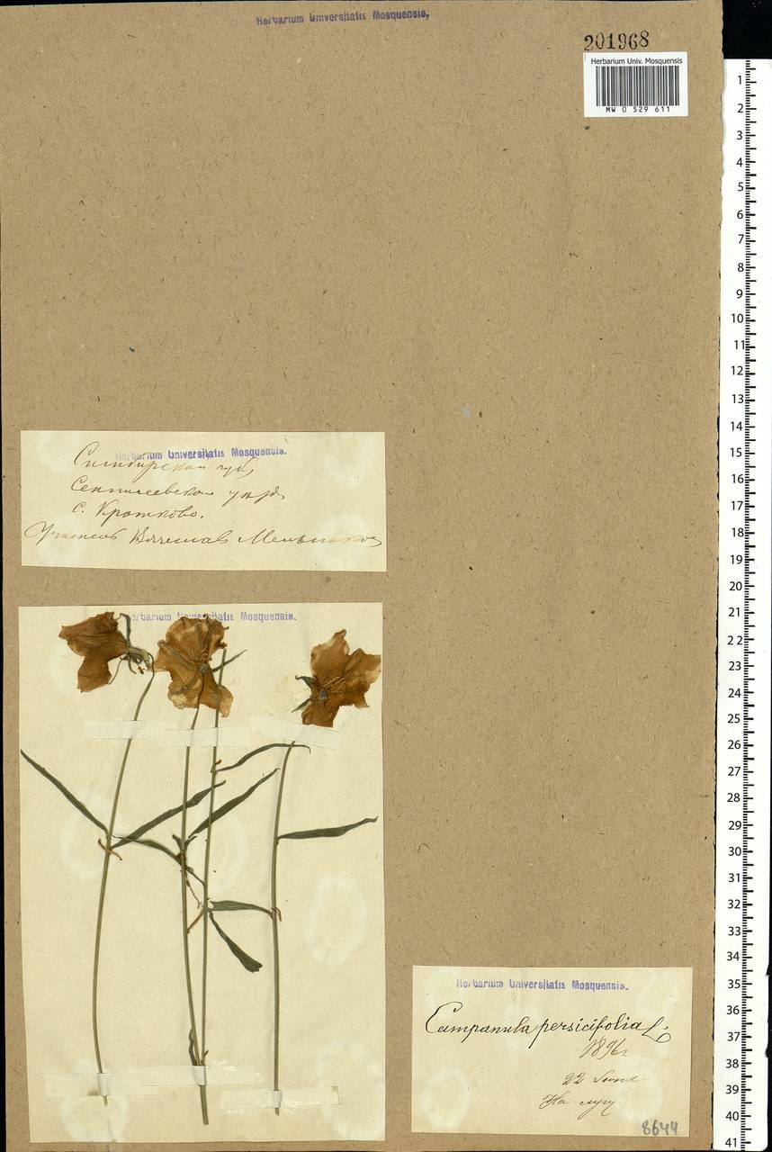Campanula persicifolia L., Eastern Europe, Middle Volga region (E8) (Russia)