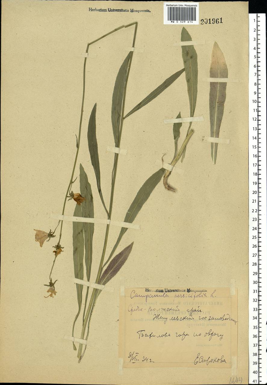 Campanula persicifolia L., Eastern Europe, Middle Volga region (E8) (Russia)
