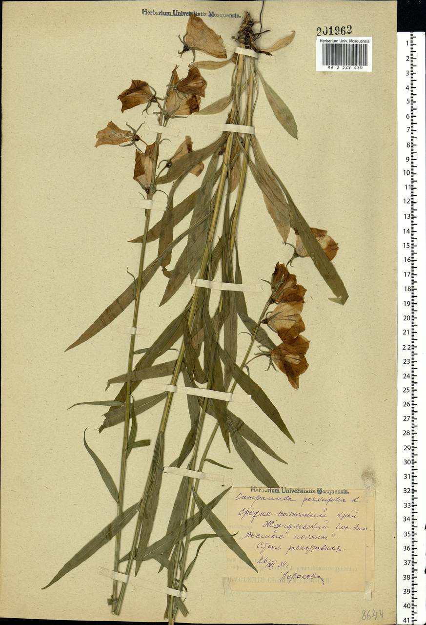 Campanula persicifolia L., Eastern Europe, Middle Volga region (E8) (Russia)