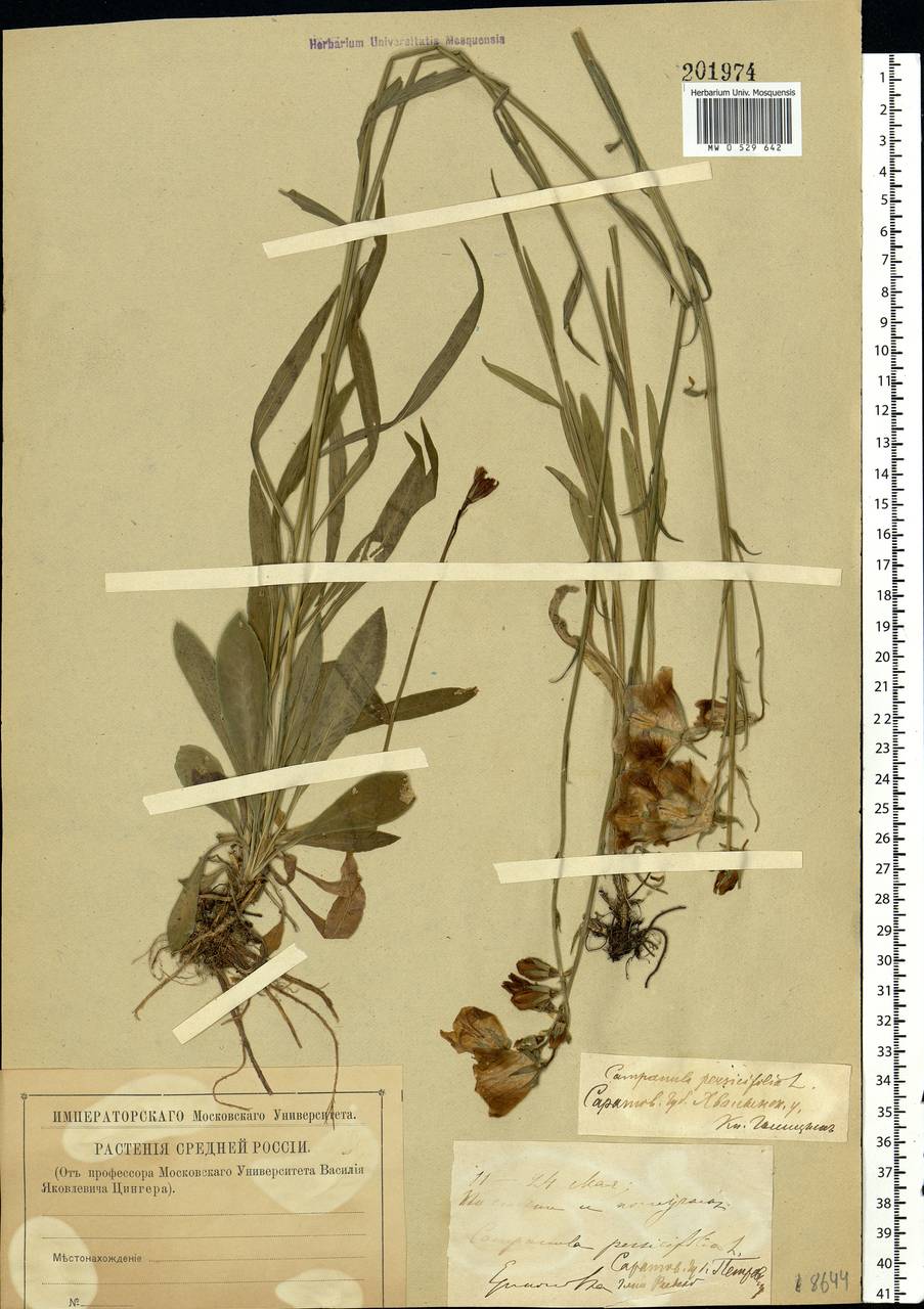 Campanula persicifolia L., Eastern Europe, Lower Volga region (E9) (Russia)