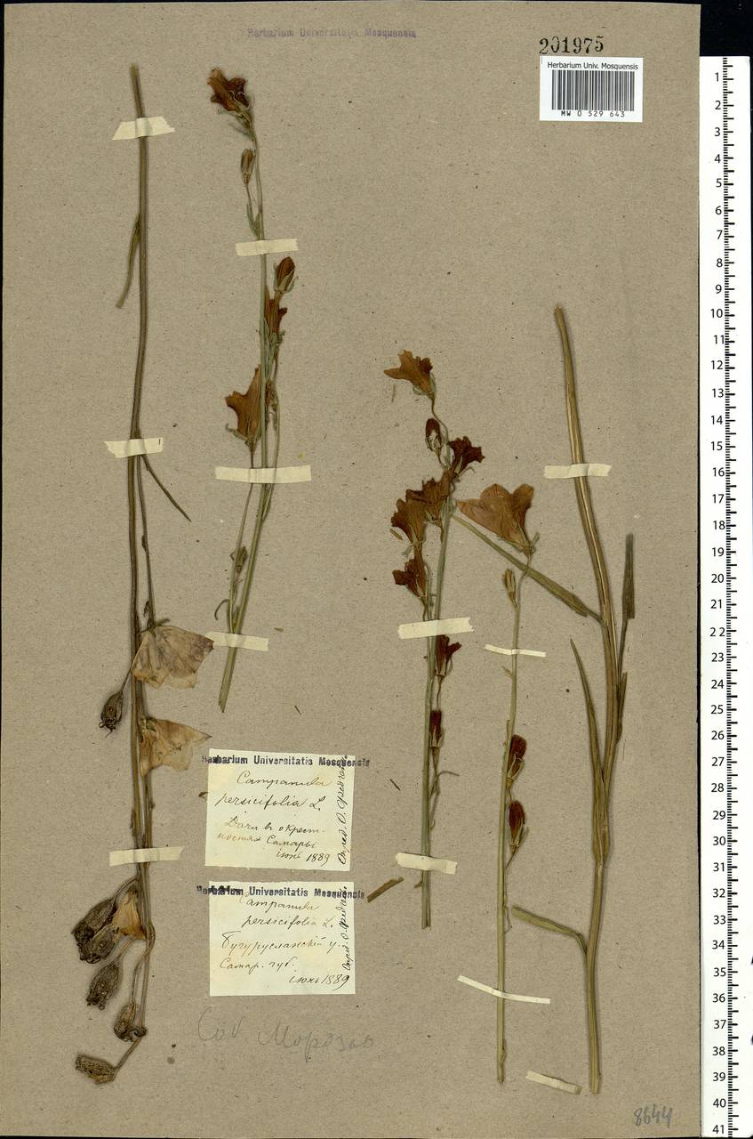 Campanula persicifolia L., Eastern Europe, Middle Volga region (E8) (Russia)