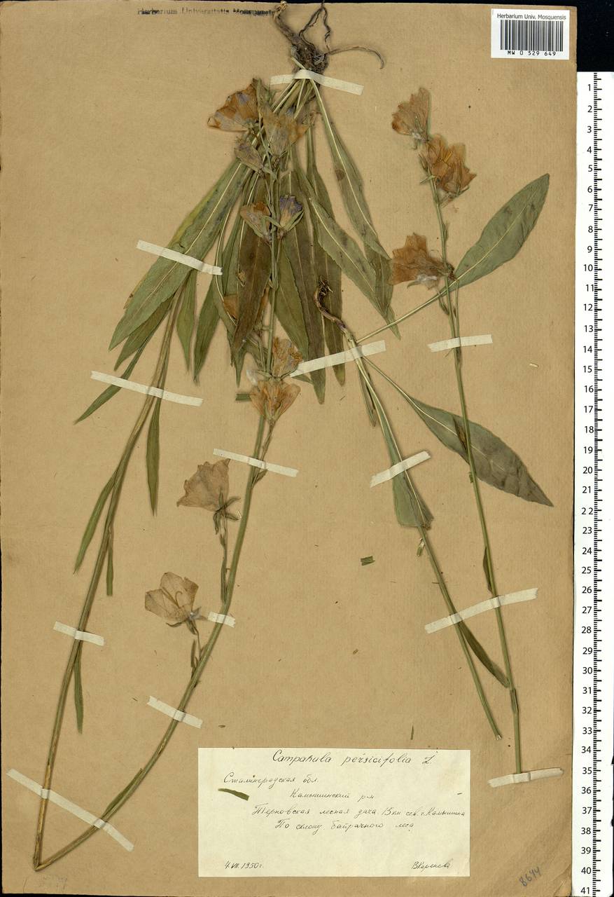 Campanula persicifolia L., Eastern Europe, Lower Volga region (E9) (Russia)