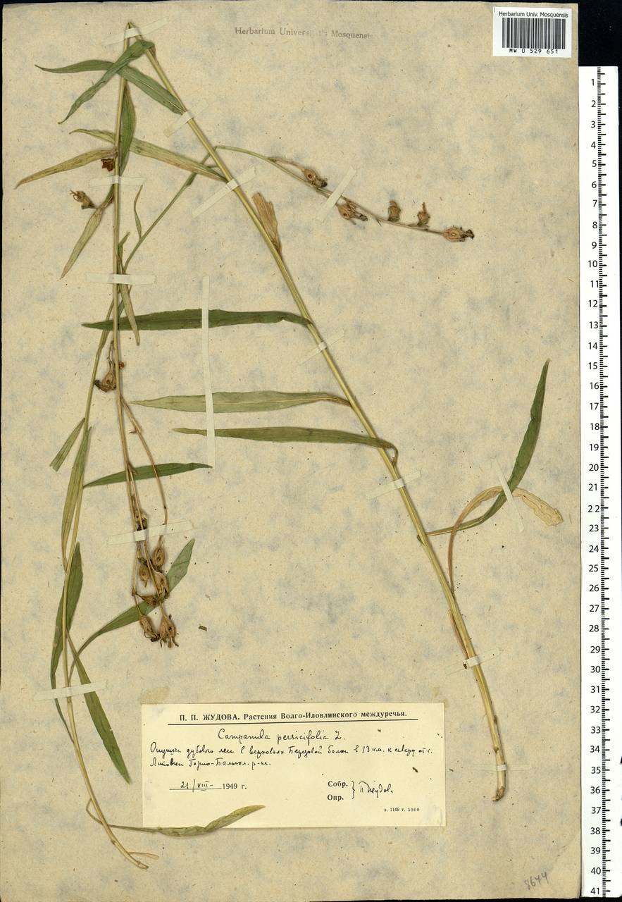 Campanula persicifolia L., Eastern Europe, Lower Volga region (E9) (Russia)